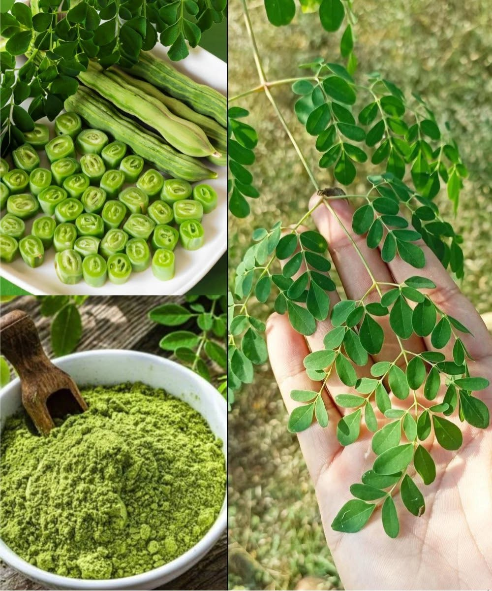 Rediscover Moringa: The “Miracle Tree” You Should Know