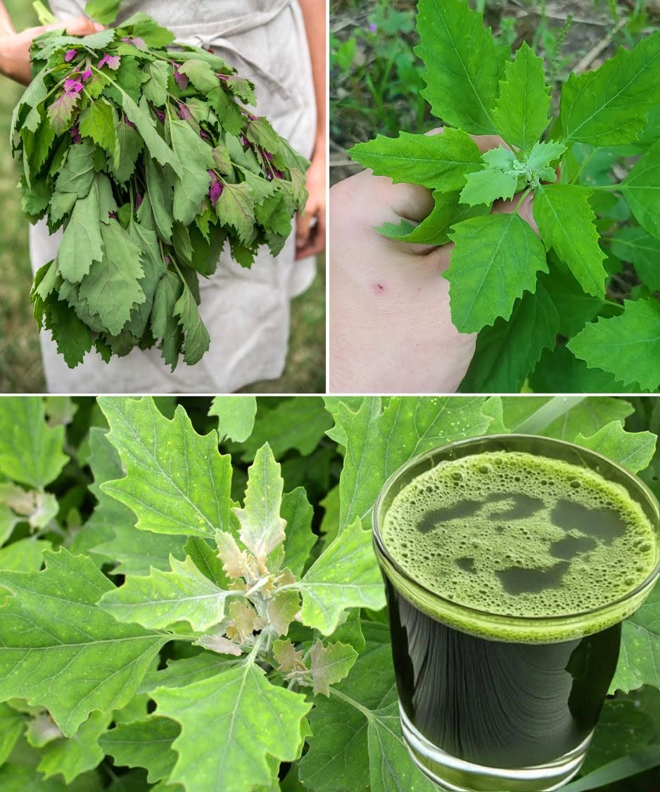 Lamb’s Quarters (Wild Spinach): A Forgotten Superfood From Nature