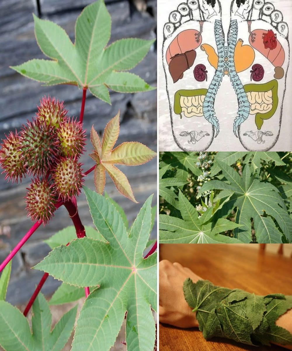 The Healing Power of Castor Plant: Nature’s Ancient Remedy