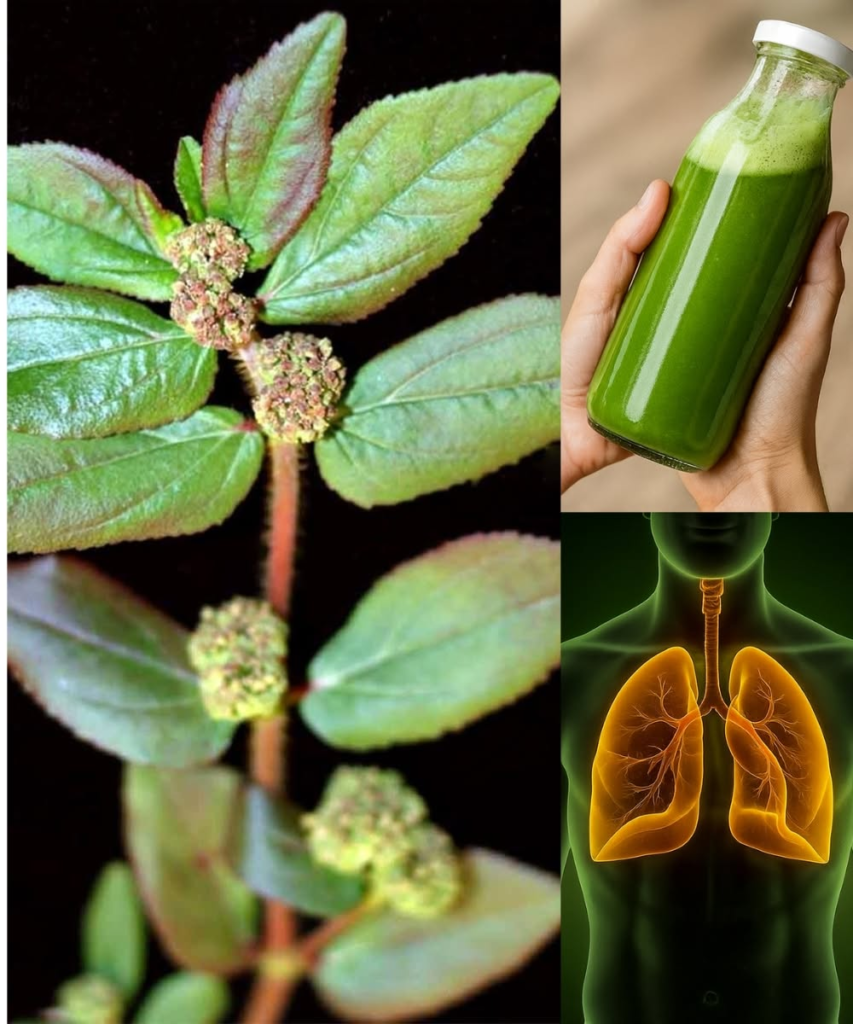Euphorbia Hirta (Asthma-plant): Traditional Uses and Applications