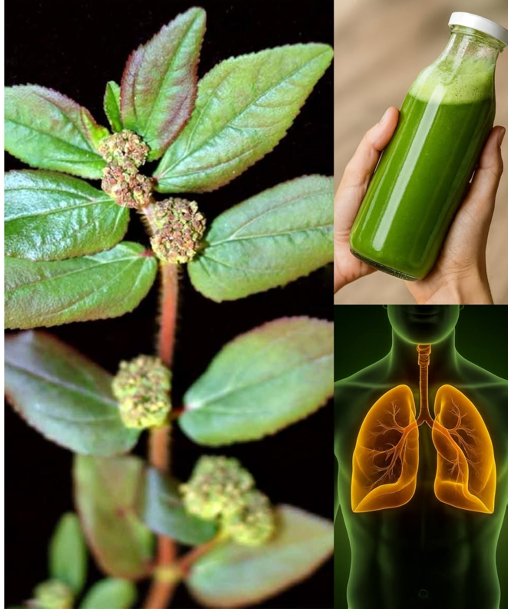 Euphorbia Hirta (Asthma-plant): Traditional Uses and Applications