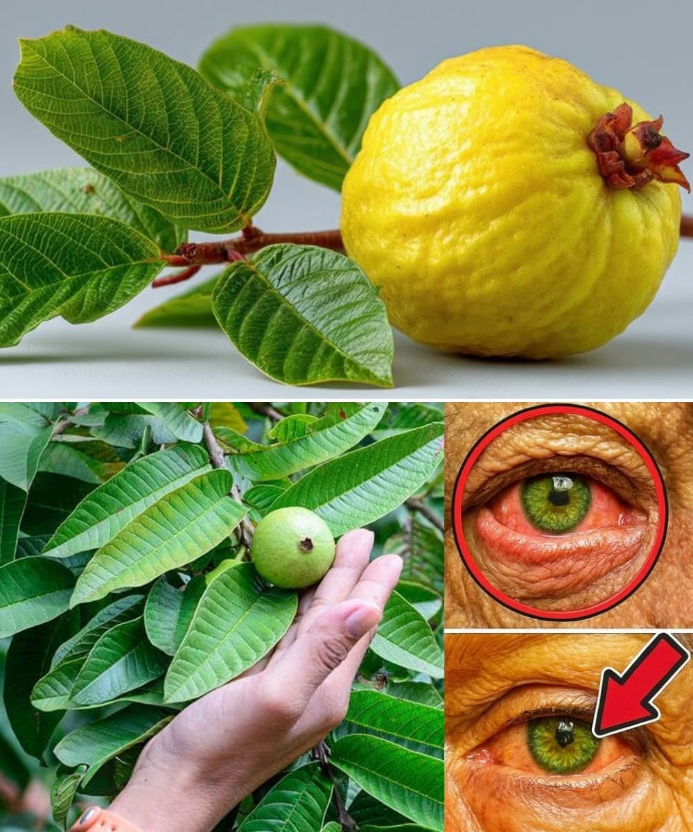 How to Use Guava to Care for Your Eyes: Natural Remedies That Surprise