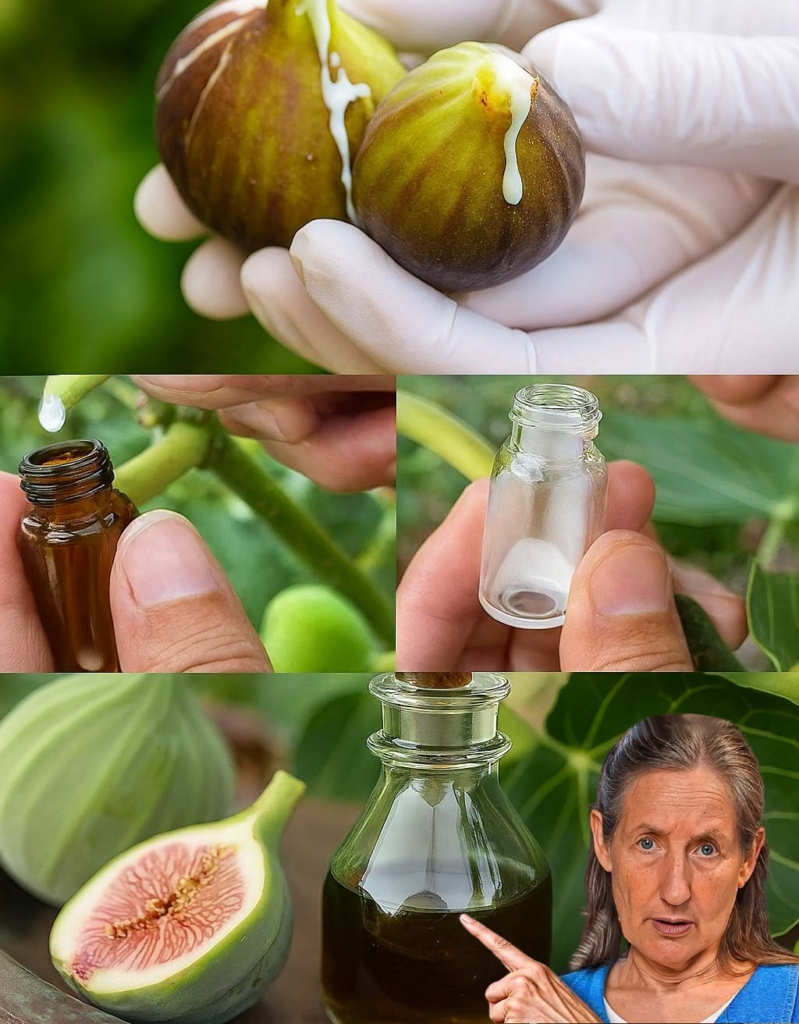 The Amazing Health Benefits of Fig Sap: Nature’s Gift to Wellness