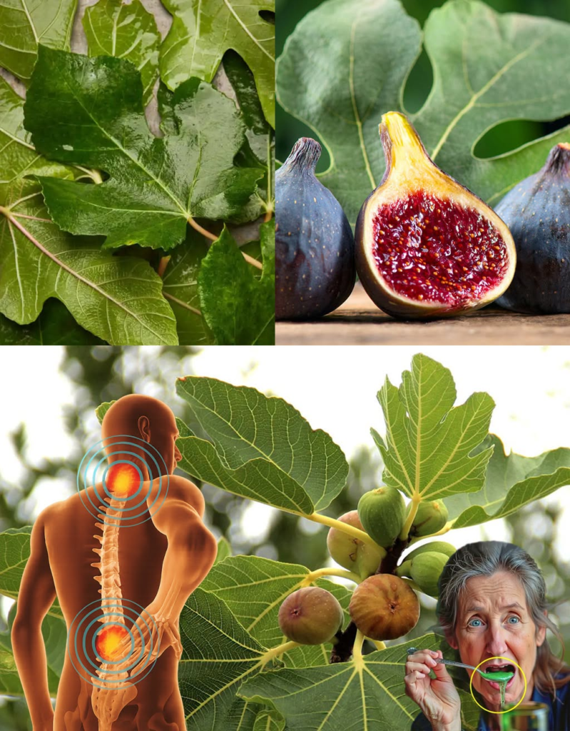 Discover the Power of Fig Leaves for Blood Sugar Control