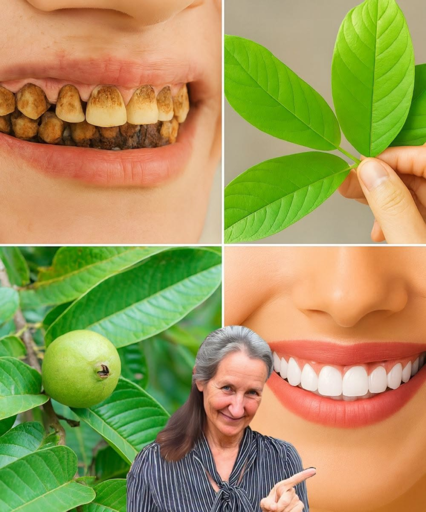Top 3 Ways to Treat Tooth Decay with Guava Leaves: Simple and Cost-Effective