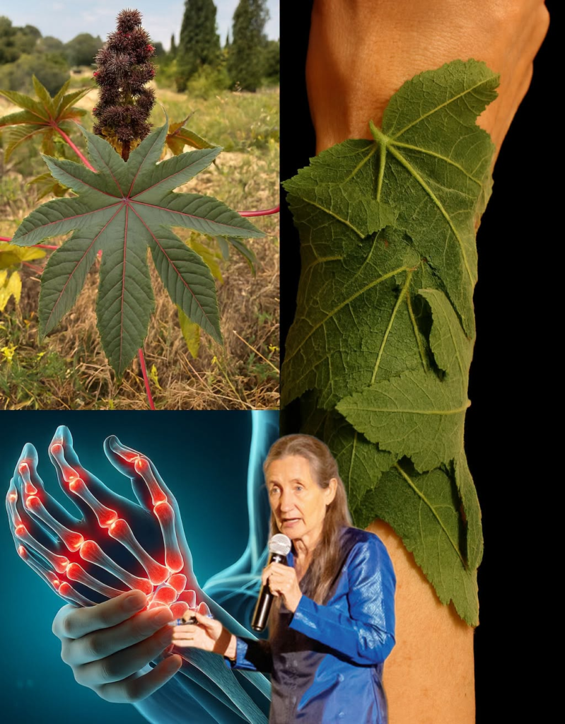 10 Powerful Benefits of Castor Leaves You Probably Didn’t Know About