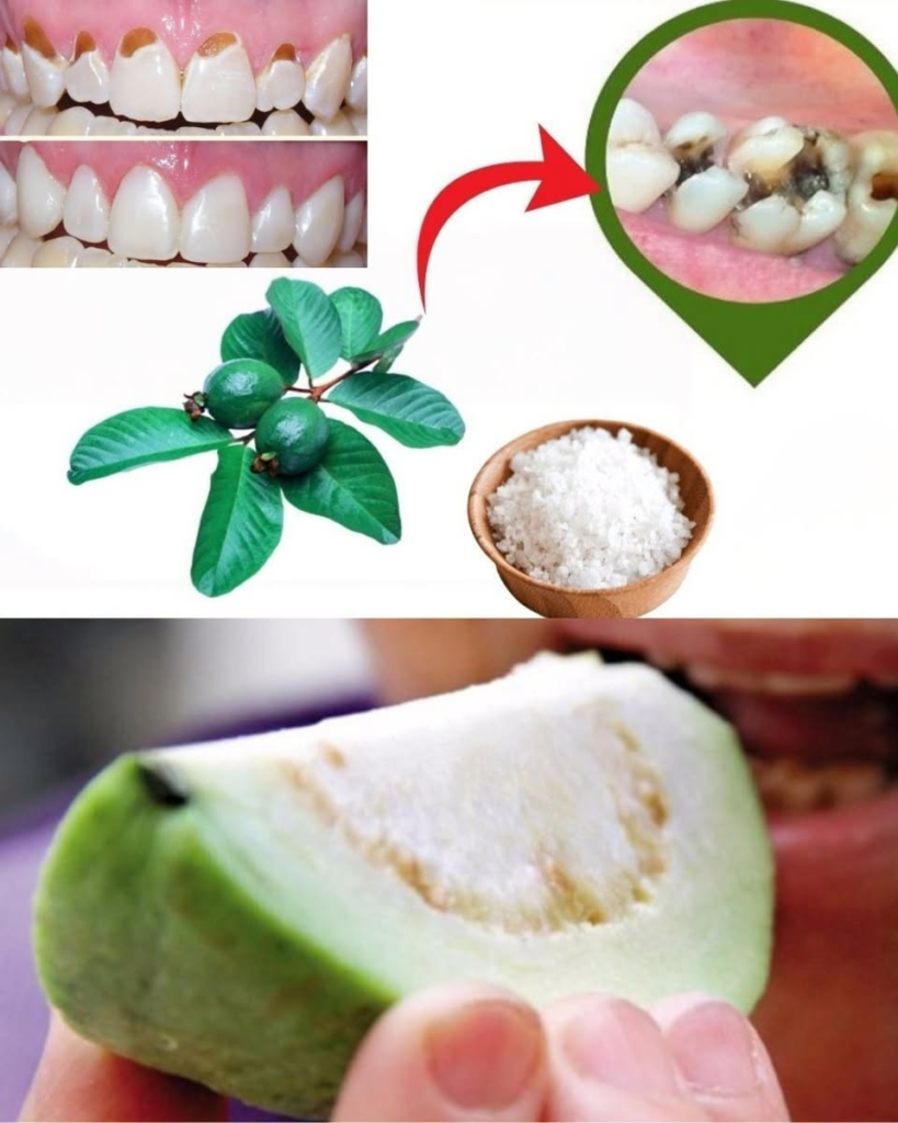 Discover Nature’s Secret: 3 Powerful Guava Leaf Remedies to Support Oral Health & Reduce Tooth Decay