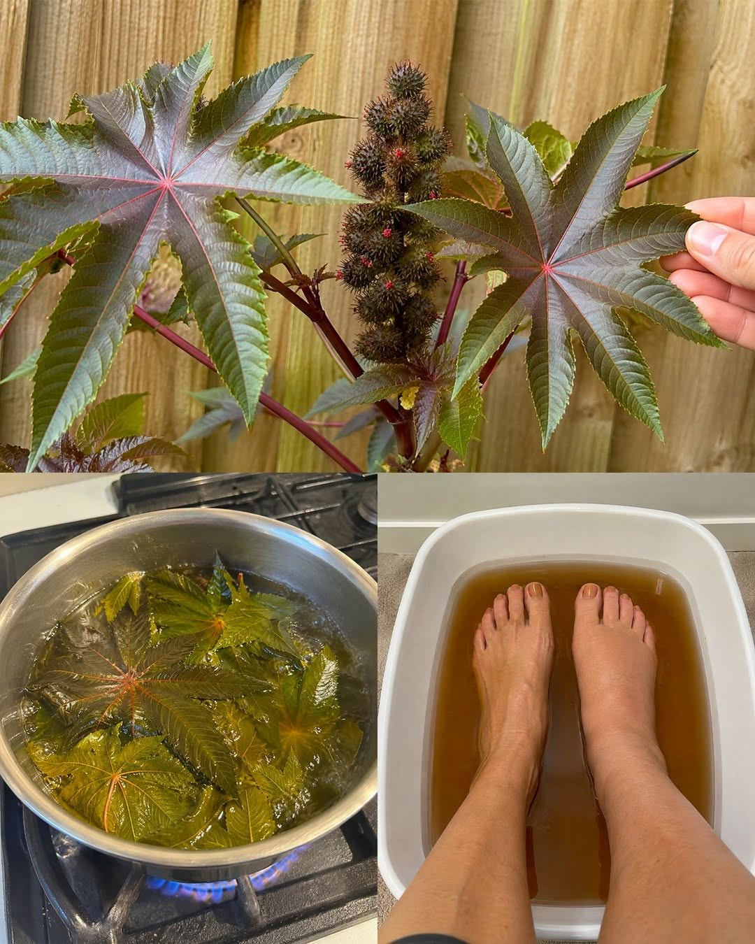 10 Powerful Benefits of Castor Leaves You Probably Didn’t Know About