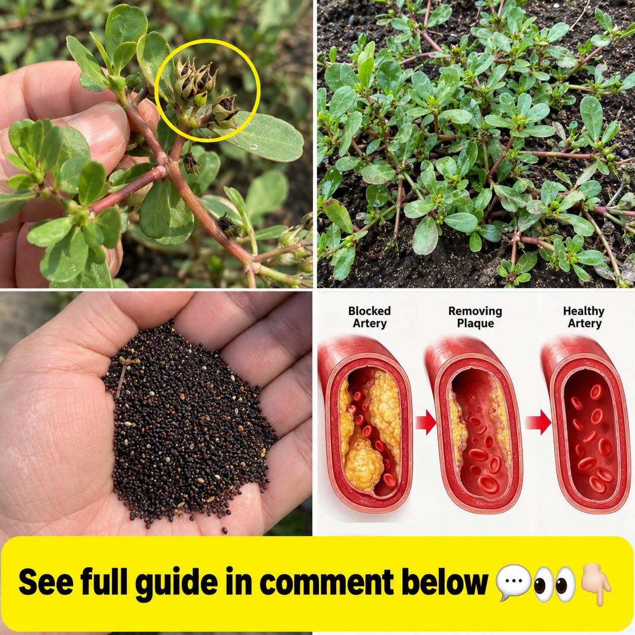 The Overlooked Secret to Arterial Wellness: Purslane Seeds