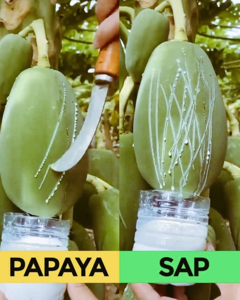 Discover Papaya’s Milky Sap: 9 Hidden Benefits You’re Missing Out On
