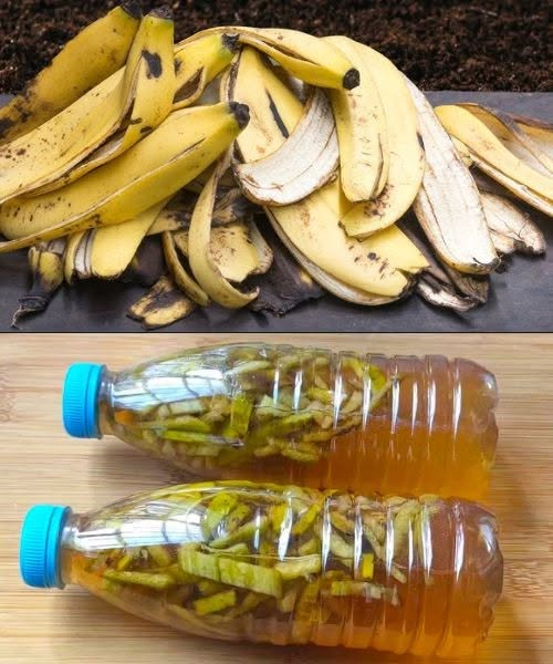 The Magic of Banana Peel Liquid: A Zero-Waste Solution for Your Home and Garden