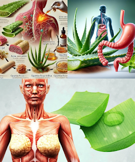 Aloe Vera Water: The Simple Daily Drink That Transforms Your Health from the Inside Out