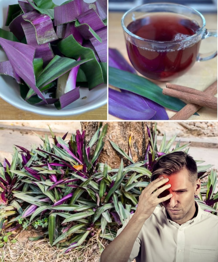Purple Maguey (Tradescantia spathacea): A Beautiful Plant with Gentle Healing Potential