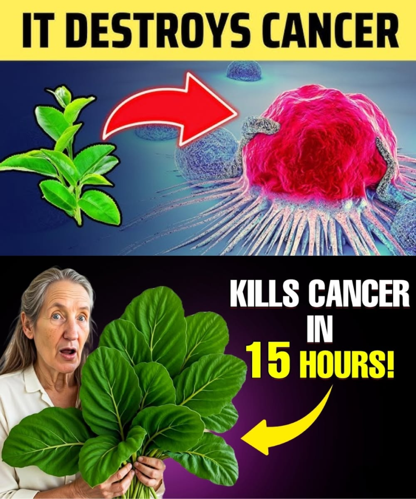 The Leaf That Destroys Cancer Cells – Why No One Is Talking About It | Barbara O’Neill’s Natural Approach