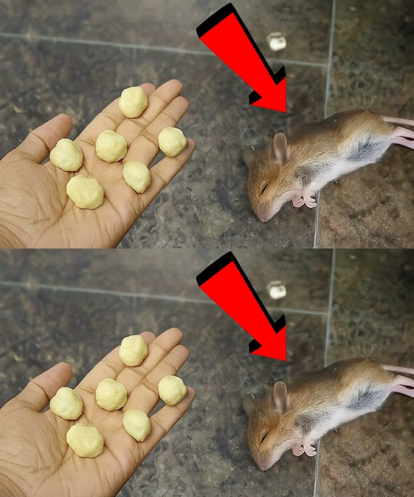 Say Goodbye to Rats and Mice with This Simple Homemade Remedy