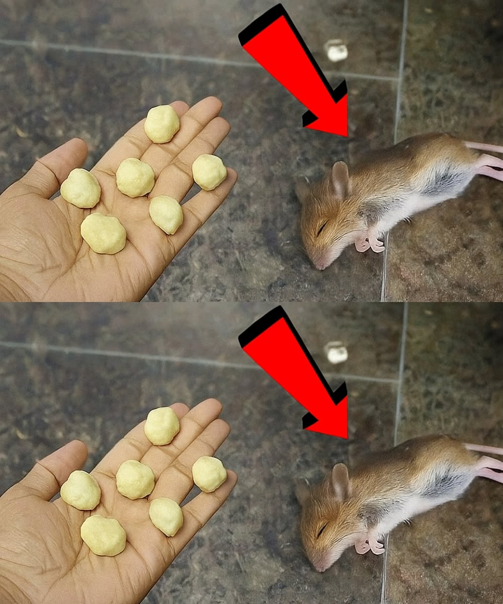 Say Goodbye to Rats and Mice with This Simple Homemade Remedy