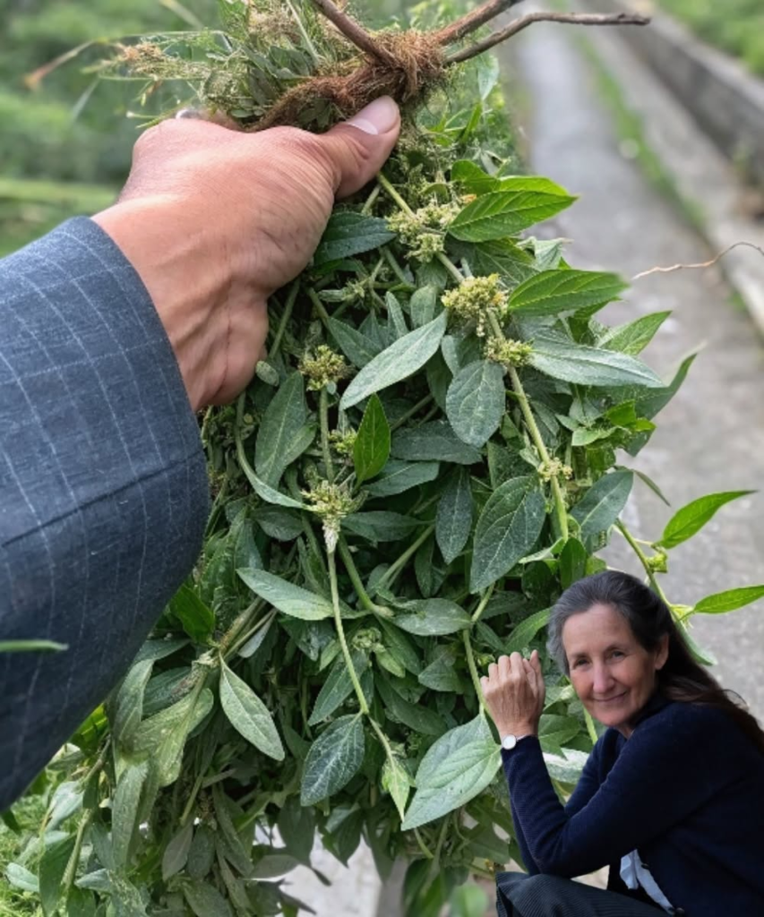 The Health Benefits of Euphorbia Thymifolia: Powerful Yet Overlooked Herb