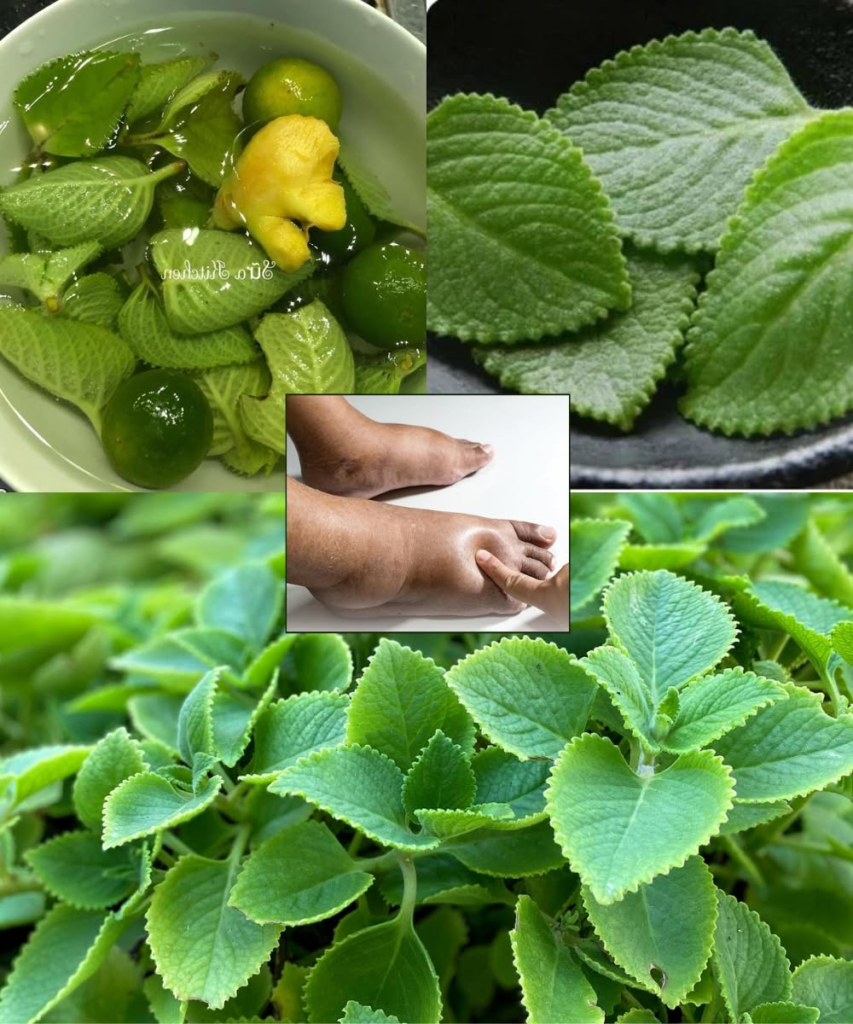 11 Reasons Every Home Should Grow a Mexican Mint Plant – It Will Benefit Everyone in Your Family