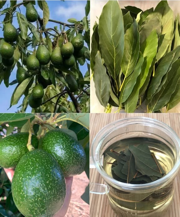 Avocado Leaves Benefits and Uses