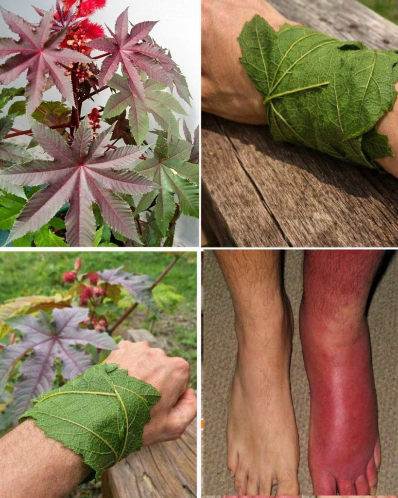 Discovering Castor Leaves: A Practical Wellness Habit, Traditional Uses, and Safe Home Guidelines