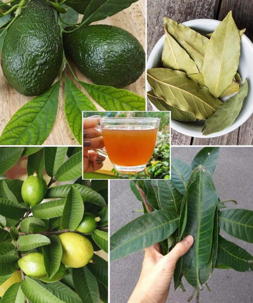 The Four Medicinal Leaves: Avocado, Mango, Bay & Guava – Nature’s Healing Powerhouses