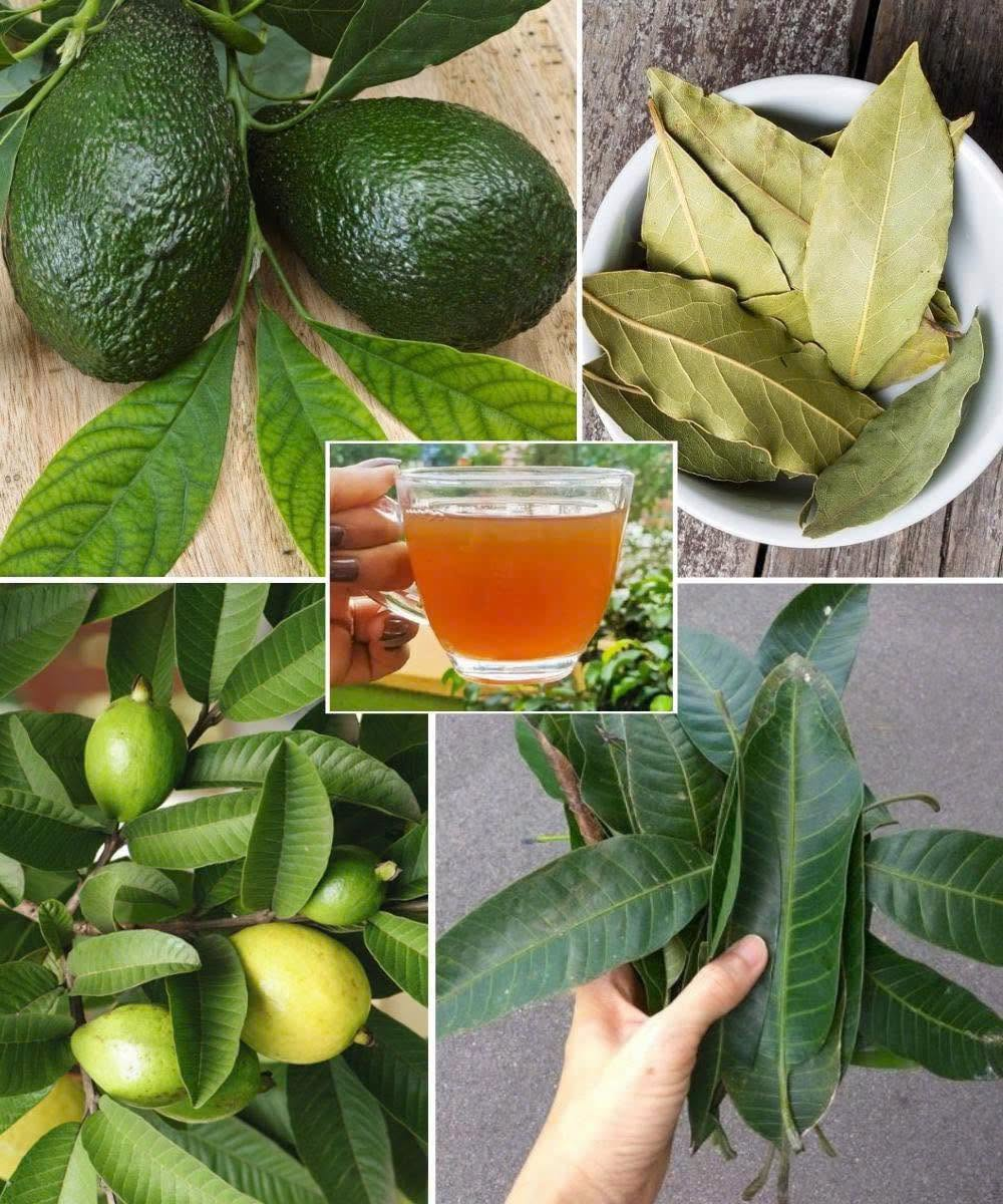 The Four Medicinal Leaves: Avocado, Mango, Bay & Guava – Nature’s Healing Powerhouses