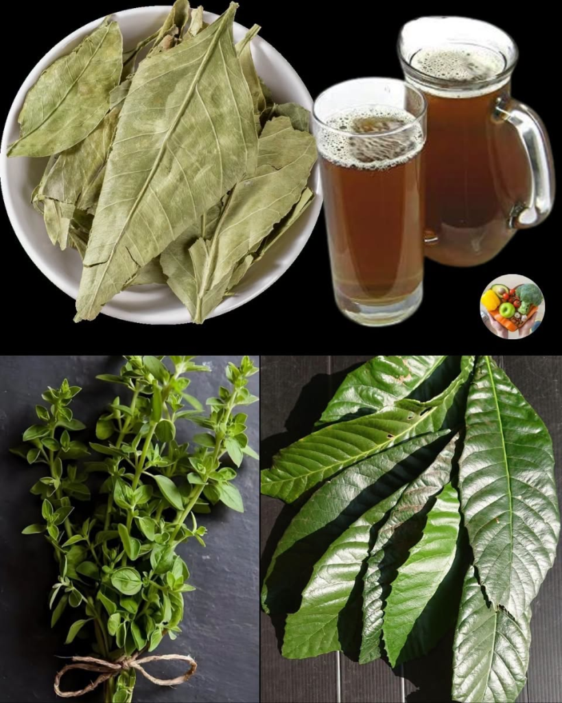 The Healing Leaves: A Gentle Natural Support for Circulation, Blood Pressure, and Overall Wellness