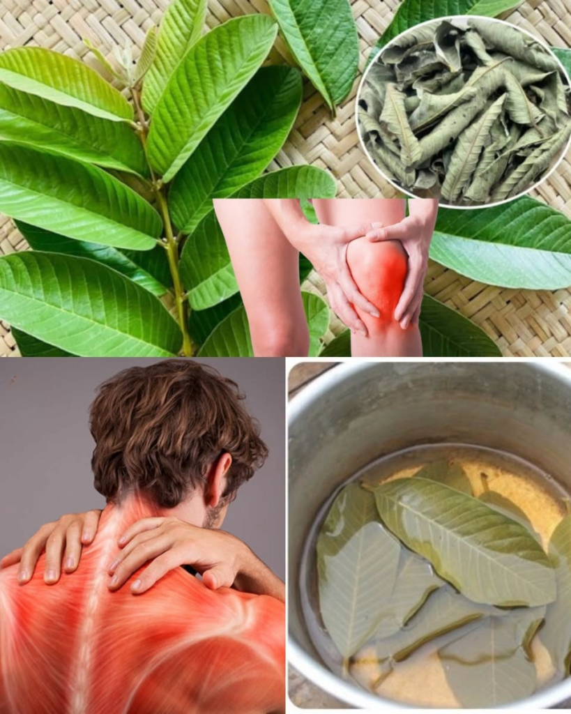17 Health Conditions That May Benefit from Guava Leaf Tea + Easy Homemade Recipe