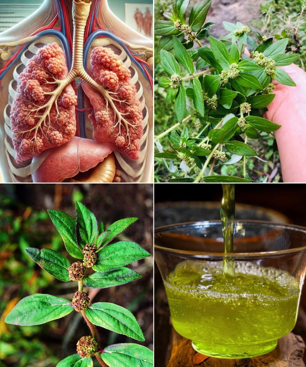 Euphorbia Hirta: The Gentle Herbal Ally for Lungs, Hormones & Immunity